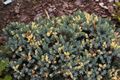 Juniperus squamata Froreant Jałowiec łuskowaty
